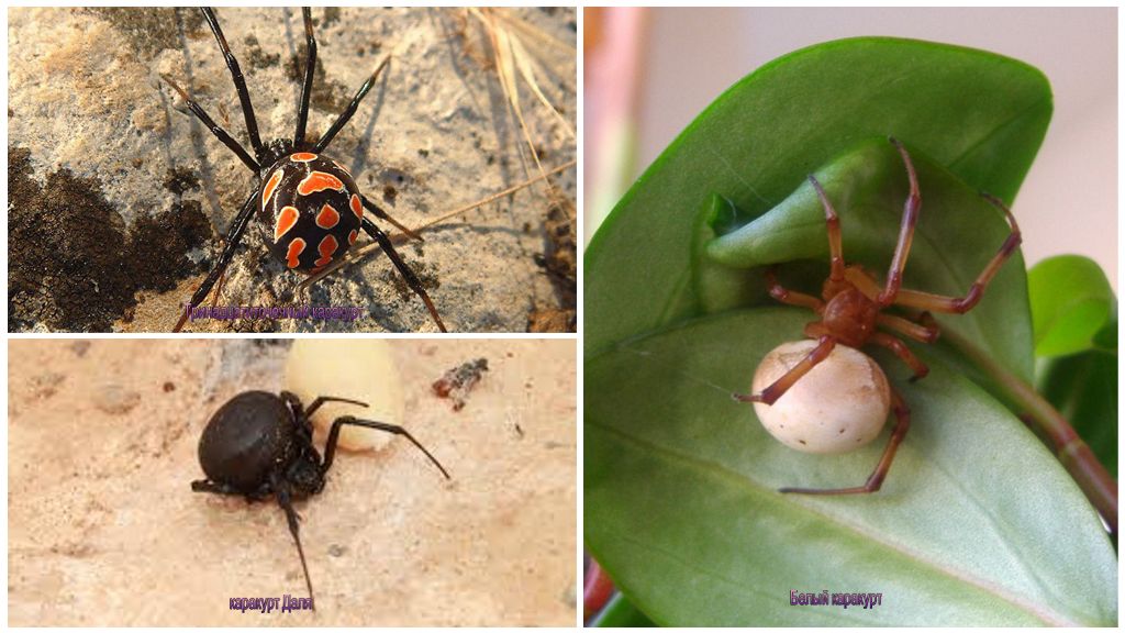 Types of spider karakurt