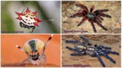 De smukkeste edderkopper i verden