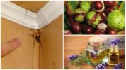 Popular methods of combating spiders