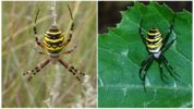 Wasp Spider eller Argiope Brunnich
