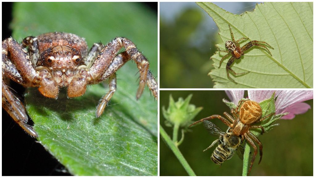 Popis a fotografie krabího pavouka (oboustranné chodce)