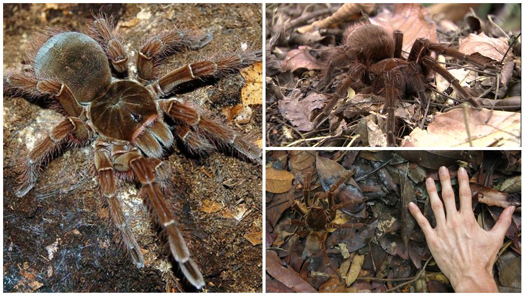 Description and photo of the goliath tarantula spider