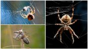 Edderkopp væver et web