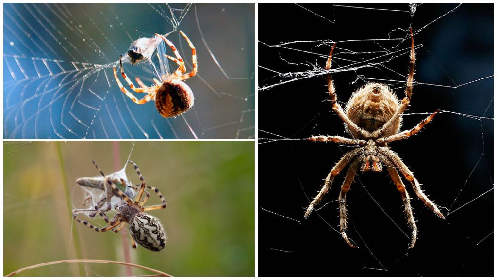 How a spider weaves a web