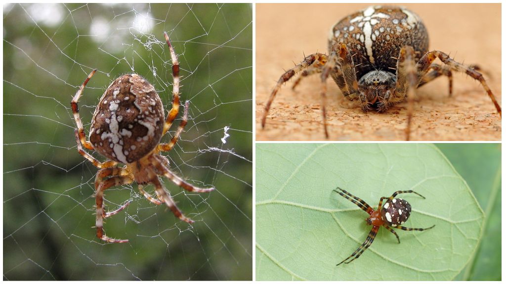 Beskrivelse og foto af edderkopkrydseren