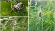 Wasp Spider alebo Argiope Brunnich