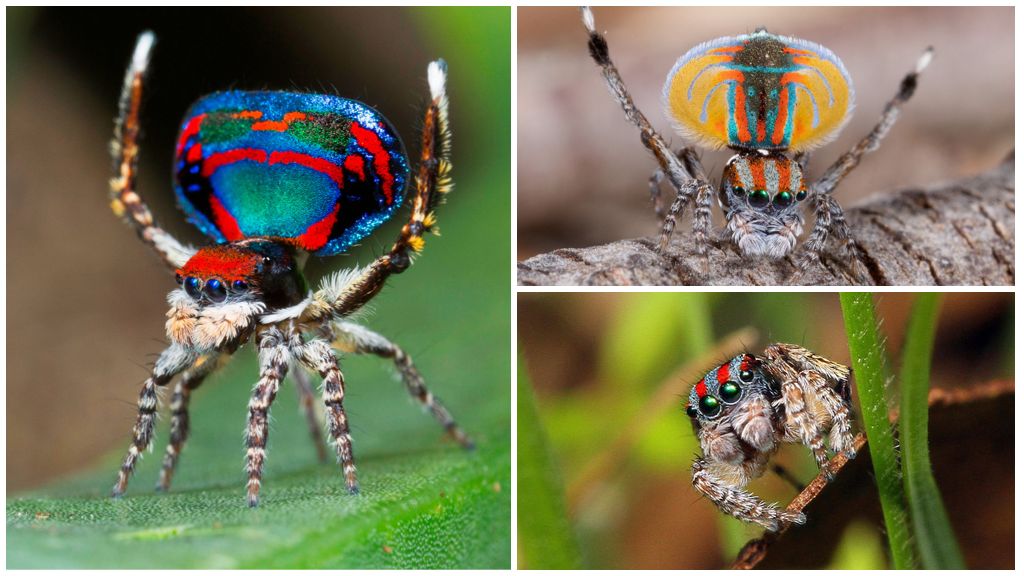 Description and photo of a peacock spider