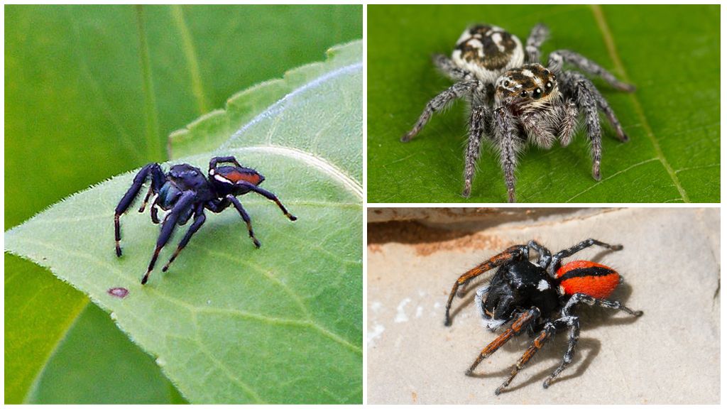 Jumping Spiders (Jumping Spiders)