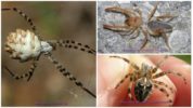 Crimea spiders