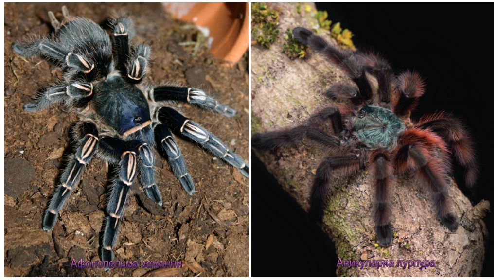 Top 10 uhyggeligste edderkop i verden