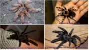 De mest skræmmende edderkopper