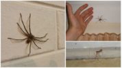 Pavouci v domě