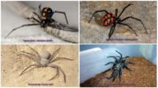 Gift edderkopper