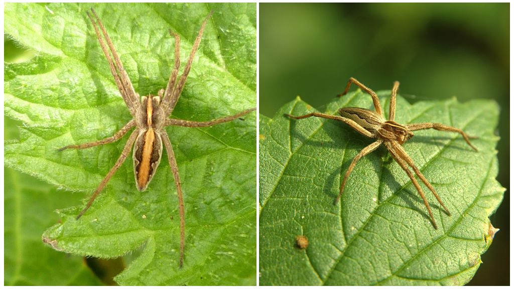 Popis a fotky pavouků v Saratov oblasti