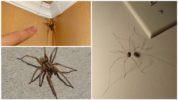 Spinnen in huis