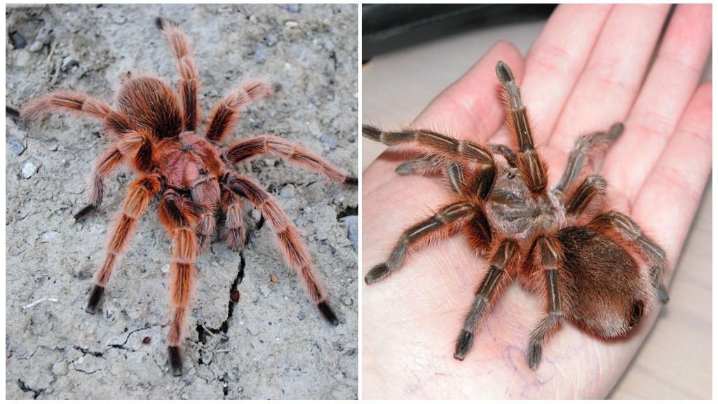 Description and photos of tarantulas spiders