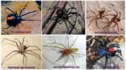 De mest skræmmende edderkopper