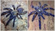 Blue tarantula spider