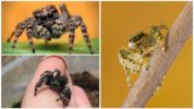 Jumping horse or jumping spider