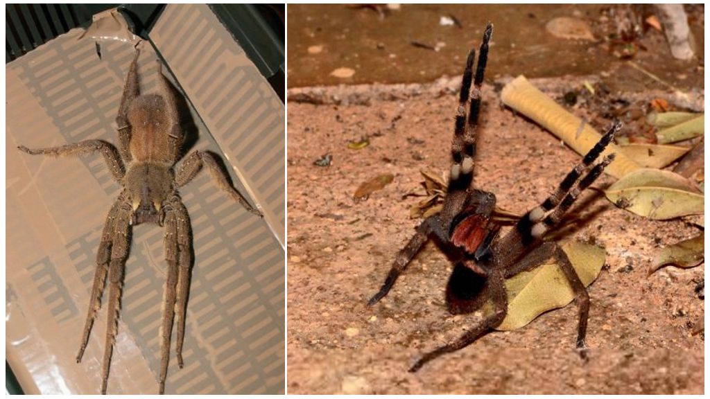 Brazílsky putujúci pavúk (bežec, putovanie, vojak)