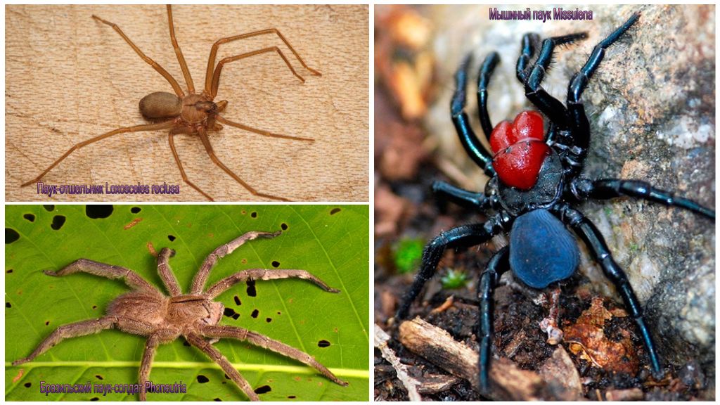 Beschrijving en foto's van de gevaarlijkste spinnen ter wereld