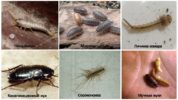Insekten in Wohnung und Bad