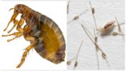Flea and head louse
