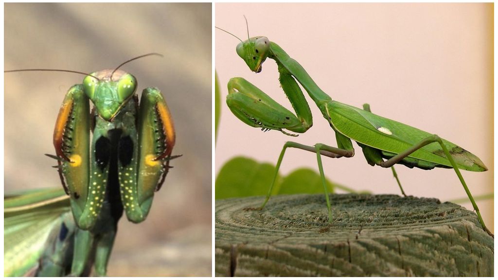 Description and photo of a mantis