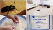 Kampf gegen Käfer im Haus