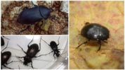 Escarabajos negros en el apartamento