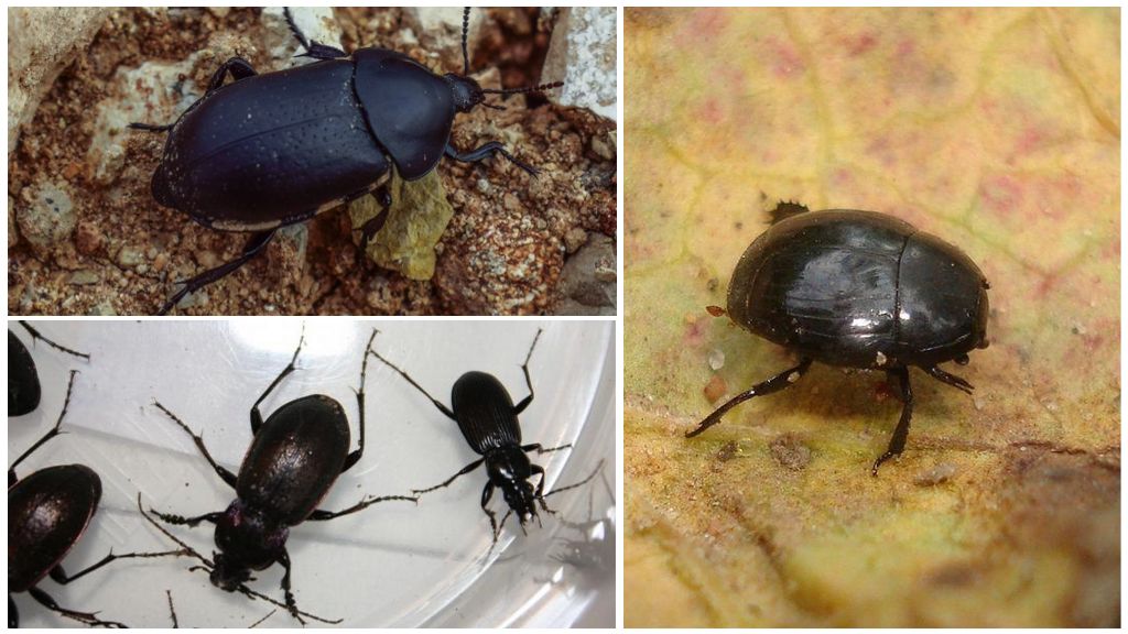 Descriptions, noms et photos de coléoptères noirs dans une maison ou un appartement