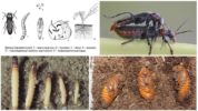 Cycle de développement du scarabée