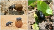 Dung Beetle Food