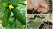 Gall nematode on cucumbers