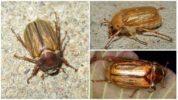 Beetle July Khrushch