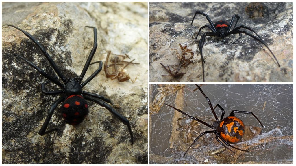 Descripción y fotos de arañas de los Urales del Sur