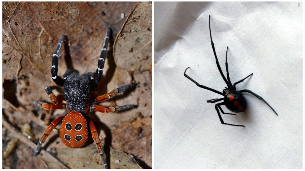 Beskrivelse og fotos af edderkopper i Samara-regionen