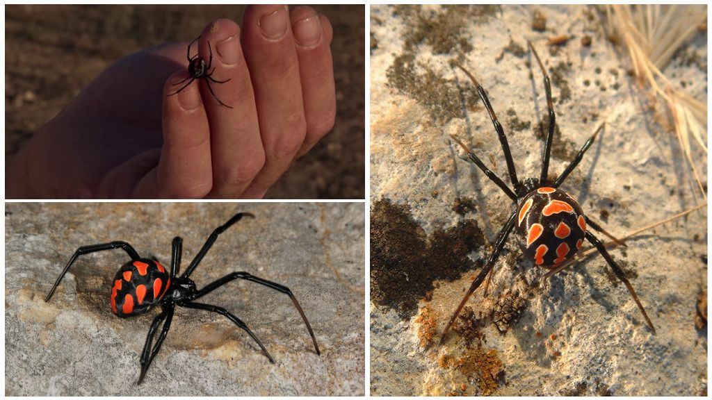 Beskrivelse og fotos af edderkopper i Astrakhan-regionen