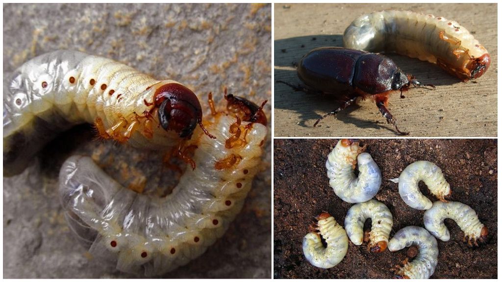 Ako sa vysporiadať s larvami Maybug na záhrade