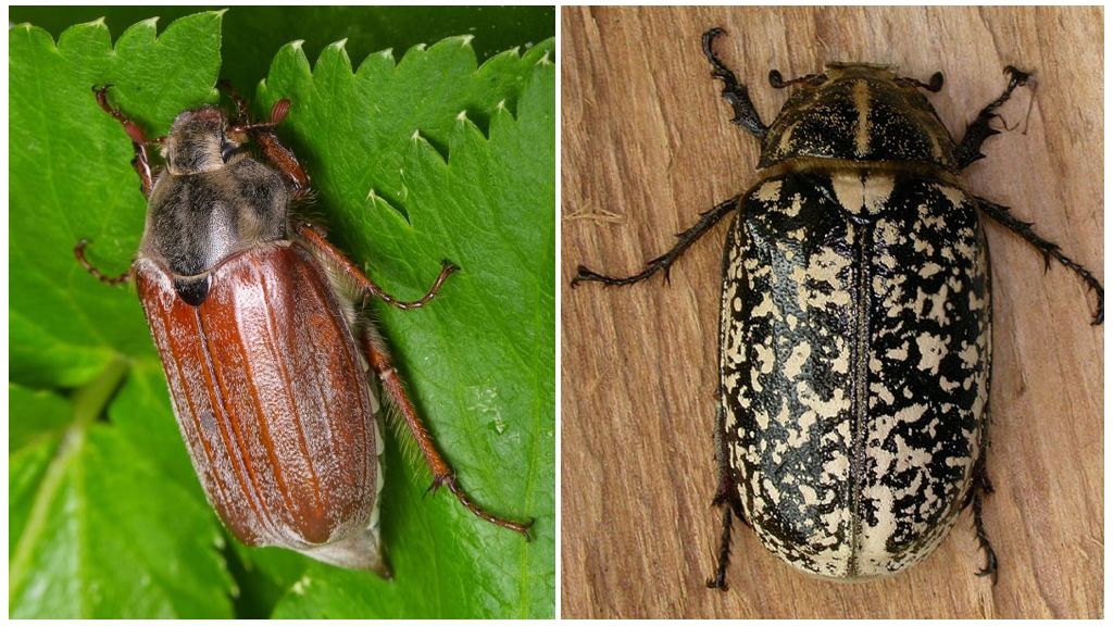 Descripción y fotos de los escarabajos de mayo