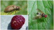 Raspberry beetle and raspberry stem fly