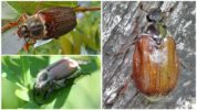 May beetles of the genus Melolontha
