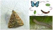 Moth life cycle