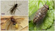 Insekter på Krim