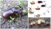 Rhino Beetle Development Stages