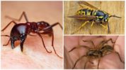 Alergické kousnutí hmyzem
