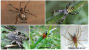 Spinnen der Region Astrachan