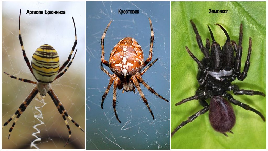 Опис и фотографије бјелоруских паука