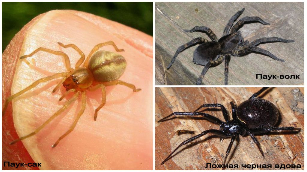 Popis a fotografie pavúkov na území Krasnodar