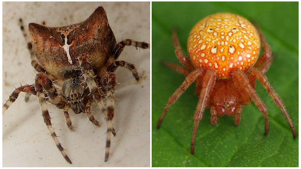 Beschrijving en foto's van spinnen uit de regio Voronezh